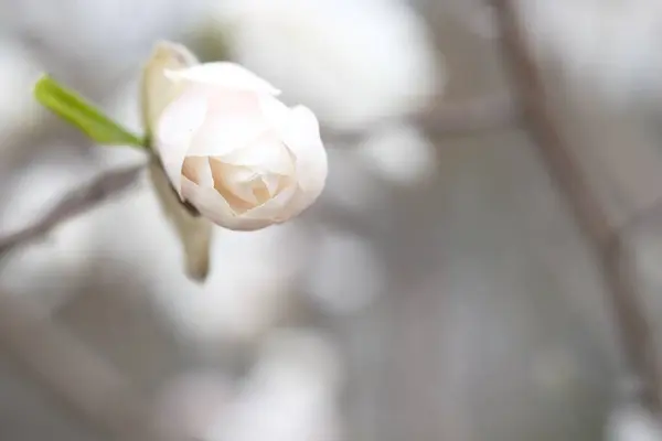 Gemme Bianche Magnolia Ramo Senza Foglie Petali Magnolia Delicati — Foto Stock
