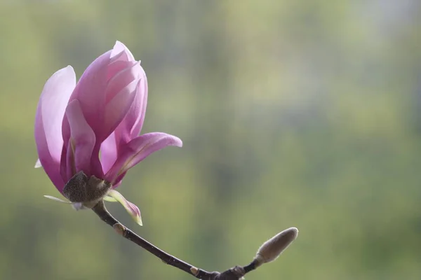 Een Roze Magnolia Bloem Verlicht Door Zon Voorjaarswarmte — Stockfoto