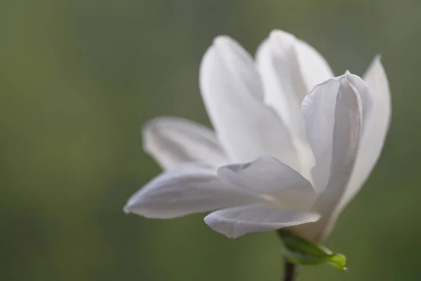 Una Flor Blanca Magnolia Abrió Sus Frágiles Pétalos Primavera — Foto de Stock