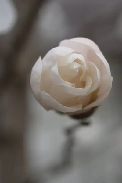 Белый Бутон Магнолии Похожий Конфету Нежный Весенний Цветок — стоковое фото