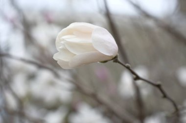 Yapraksız bir dalda beyaz manolya tomurcuğu. Hassas manolya yaprakları