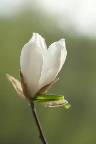 Ένα Λευκό Λουλούδι Μανόλια Είναι Μισό Άνθισε Ανοιξιάτικη Λιακάδα Φωτίζει — Φωτογραφία Αρχείου
