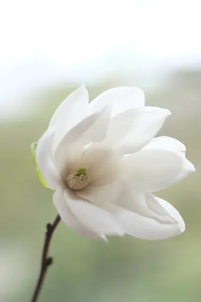 Een Witte Magnolia Bloem Een Tak Bewolkte Dag — Stockfoto