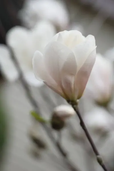 Белый Цветок Магнолии Вид Сбоку Нежный Весенний Цветок — стоковое фото