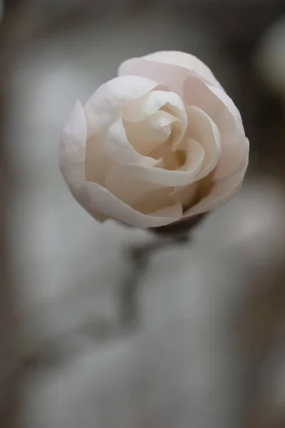Белый Бутон Магнолии Похожий Конфету Нежный Весенний Цветок — стоковое фото