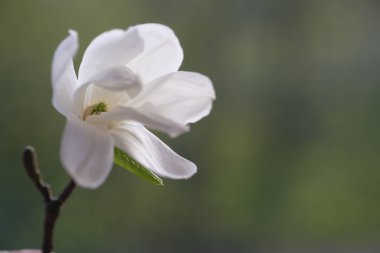 Beyaz bir manolya çiçeği kırılgan taç yapraklarını açtı. İlkbahar.