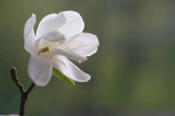 Ένα Λευκό Λουλούδι Μανόλια Άνοιξε Εύθραυστα Πέταλα Του Άνοιξη — Φωτογραφία Αρχείου