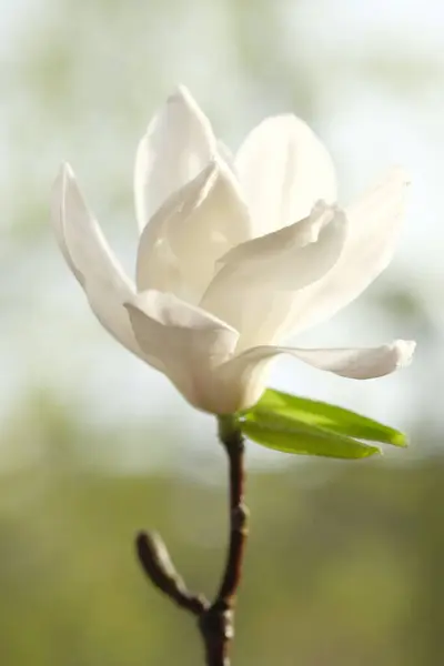 Один Белый Цветок Магнолии Наполовину Расцвел Весеннее Солнце Освещает Магнолии — стоковое фото