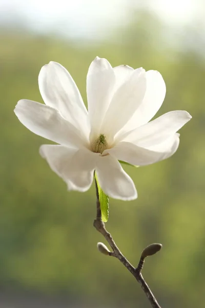 从正面拍摄的白色木兰花 阳光照亮了白花 图库图片