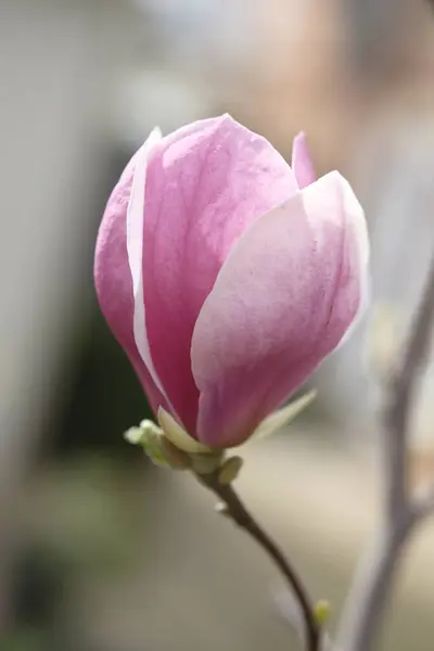Uma Flor Magnólia Roxa Abriu Suas Pétalas Meio Flores Primavera Imagem De Stock