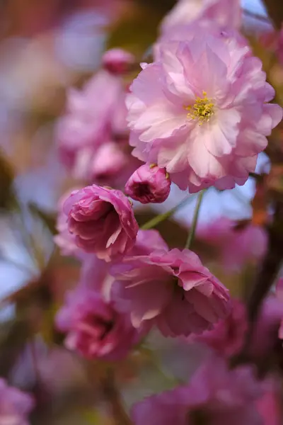Sakura flowers are a delicate pink color. Japanese cherry tree in spring.