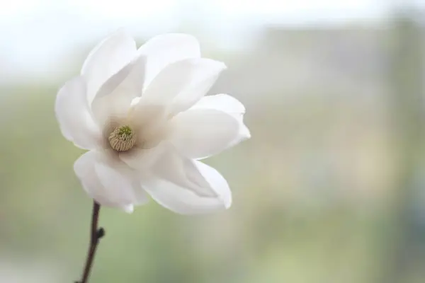 Een Witte Magnolia Bloem Een Tak Bewolkte Dag Rechtenvrije Stockafbeeldingen