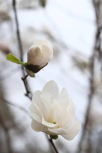 白いマグノリアの花 サイドビュー 繊細な春の花 ストック写真
