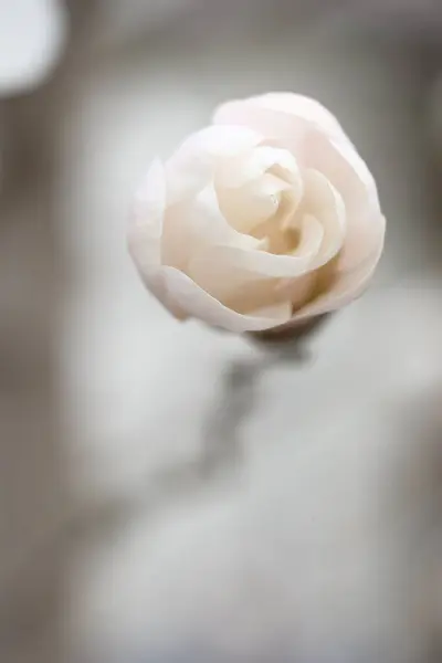 Белый Бутон Магнолии Похожий Конфету Нежный Весенний Цветок Лицензионные Стоковые Фото