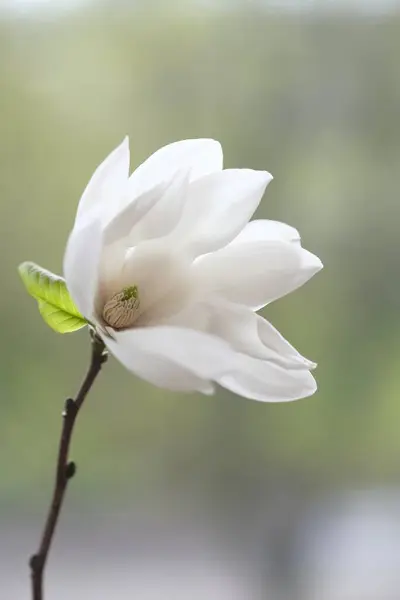 Uma Flor Magnólia Branca Ramo Dia Nublado Fotografias De Stock Royalty-Free