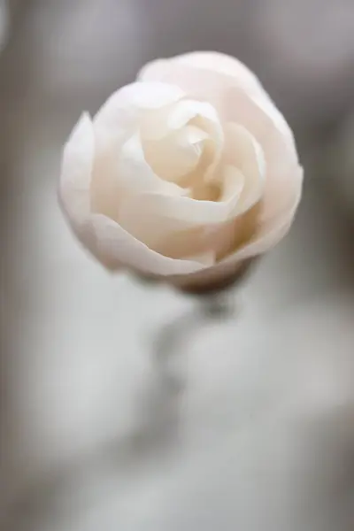 Biały Pączek Magnolii Który Wygląda Jak Cukierek Delikatny Wiosenny Kwiat Obrazek Stockowy