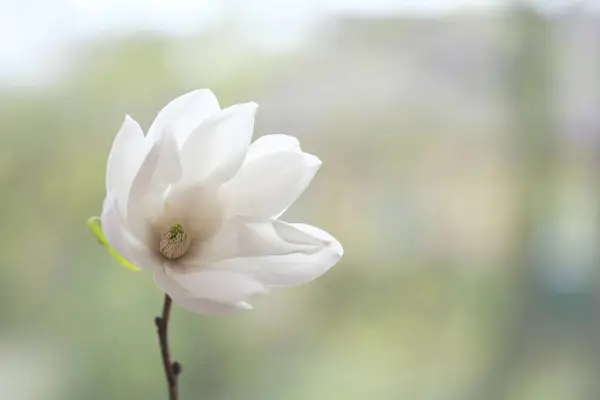 枝に白いマグノリアの花が咲きました 曇った日 ロイヤリティフリーのストック写真