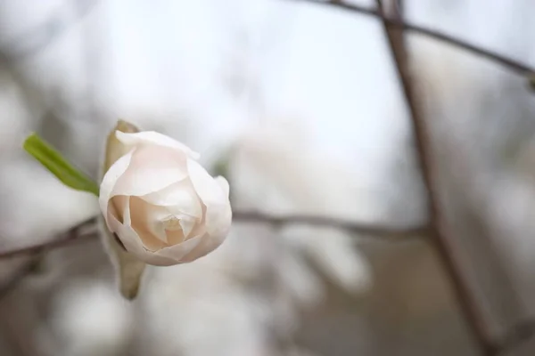 Цвіте Квітка Магнолії Навесні Крихкі Білі Пелюстки Ліцензійні Стокові Зображення