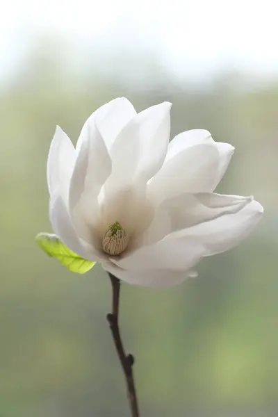Біла Квітка Магнолії Відкрита Вітру Весняний День Стокова Картинка