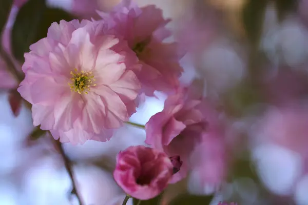 Розовые Цветы Сакуры Расцветают Весной Цветущий Символ Японии Стоковое Фото