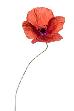 Güzel kırmızı gelincik çiçekleri