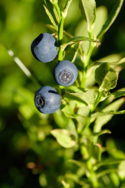 Juicy blueberries with green leaves. Blueberries are lit by the sun. clipart