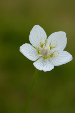 Anemone bulanık bir arkaplanda yakın plan çekilmiş. Çayırda beyaz çiçekler, vahşi doğa..