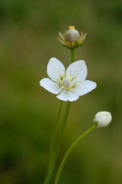 Bulanık arka planda Anemone çiçekleri. Çayırda beyaz çiçekler, vahşi doğa..