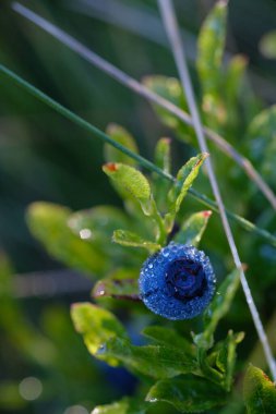 Juicy blueberries among the leaves. Black forest berries and green leaves in the shade. clipart