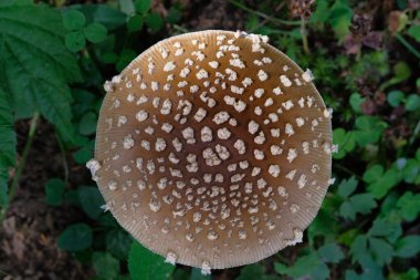 Sinek kapağı beyaz benekli kahverengi renktedir. Zehirli mantar, orman zemini, küçük dünya.