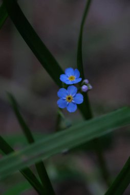 Bulanık arkaplanda küçük mavi çiçekler. Unutma beni, narin yapraklar, narin çiçekler..
