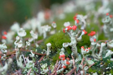Kayaların üzerinde kızıl saçlı yosun ve liken yetişiyor. Doğa, bahar ormanı, orman zemini..