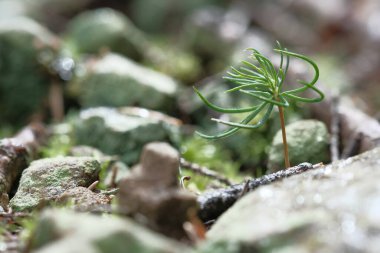 Genç iğneler taşların arasında filizlenir. Sabah nemi, bahar bitki örtüsü, zambaklar.