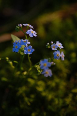 Güneşli bir sabahta çekilen küçük mavi çiçekler. Unutma beni, narin yapraklar, narin çiçekler..