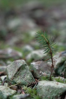 İçlerinde çimen büyüyen taşlar, yakın planda fotoğraflanmış. Sabah nemi, bahar bitki örtüsü, zambaklar.