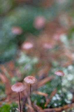 Two fragile mushrooms and lichens in a meadow. Wildlife, forest floor, small world, fragile plants. clipart