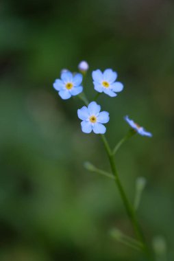 Pale blue flowers on a blurred background. Forget-me-not, fragile petals, delicate flowers. clipart