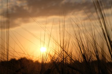Akşam gökyüzündeki güneş çayır çimlerinde. Tarla, vahşi yaşam, kır manzarası.