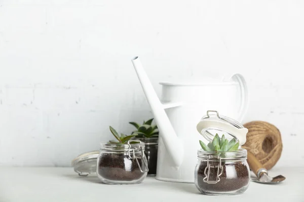 Kleine Sukkulenten Glasgefäßtöpfen Und Gartengeräten Gegen Weiße Ziegelwand Stilvolles Konzept — Stockfoto