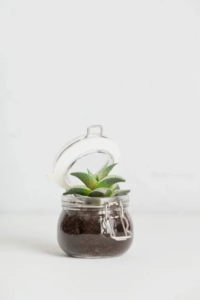 玻璃罐中的小肉质植物 靠着白砖墙 斯堪的纳维亚房间的内部 家庭花园的时尚概念 — 图库照片