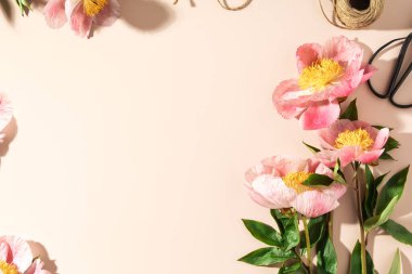 Pembe arka planda güzel pembe şakayık çiçeği düz bir görünüm.