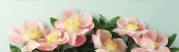 Όμορφο Ροζ Λουλούδι Παιώνια Μπλε Φόντο Πάνω Άποψη Επίπεδη Lay — Φωτογραφία Αρχείου