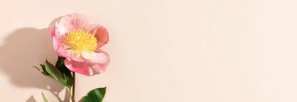 Mooie Roze Pioenroos Bloem Witte Achtergrond Minimalistische Banner — Stockfoto