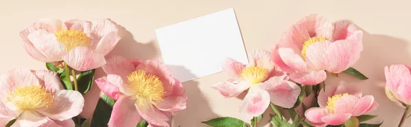 Όμορφο Ροζ Λουλούδι Παιωνία Ροζ Φόντο Πάνω Όψη Επίπεδη Lay — Φωτογραφία Αρχείου