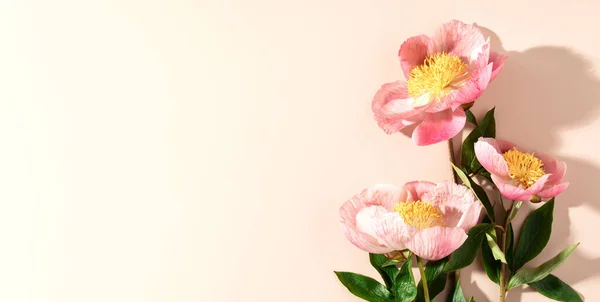 Mooie Roze Pioenroos Bloem Witte Achtergrond Bovenaanzicht Platte Lay Stijl — Stockfoto