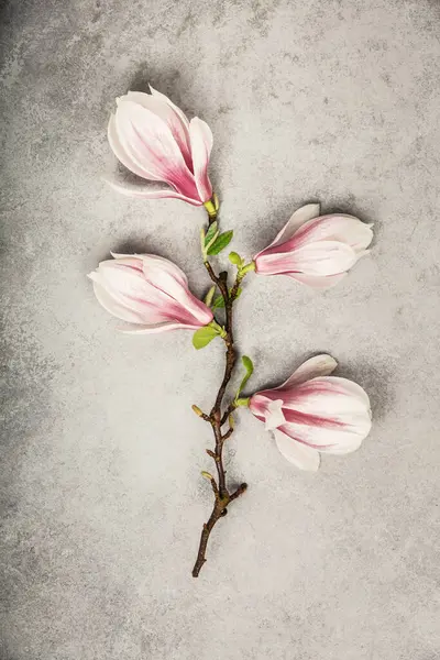 Pojedyncza Gałąź Magnolii Kwitnącymi Różowo Białymi Kwiatami Wdziękiem Ułożona Teksturowanym Obrazek Stockowy