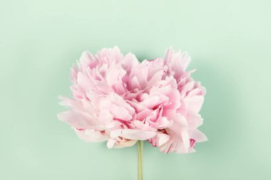 Yumuşak ışıkta, nane arkaplanlı, narin pembe şakayık çiçeği. Minimum, zarif çiçek kompozisyonu.