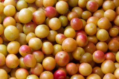 Canlı renklerini ve parlak dokularını vurgulayan sayısız taze sarı eriğin detaylı bir görüntüsü. Tazelik, beslenme ve sağlıklı yemek temaları için ideal..