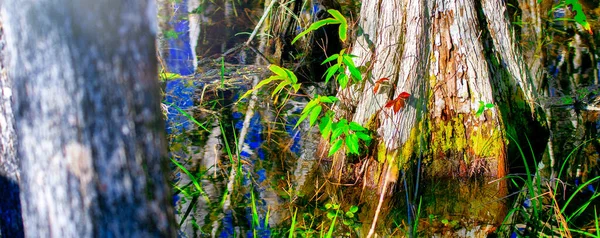 Magroves Αντανακλάσεις Στο Βάλτο Φλόριντα Everglades — Φωτογραφία Αρχείου