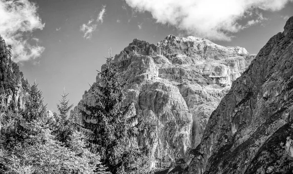 Alpok Hegyek Nyári Szezonban Csúcsok Fák Kék Ellen — Stock Fotó
